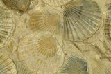 Spectacular Fossil Scallop (Pecten) Cluster #280206-1